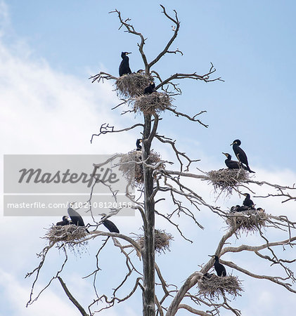 Birds perching on bare tree