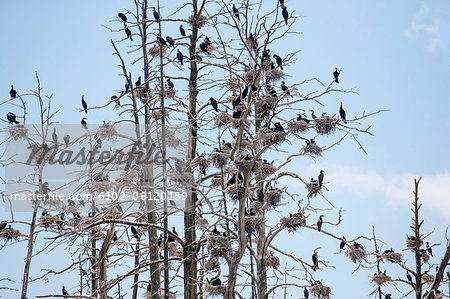 Birds perching on bare tree Birds perching on bare tree