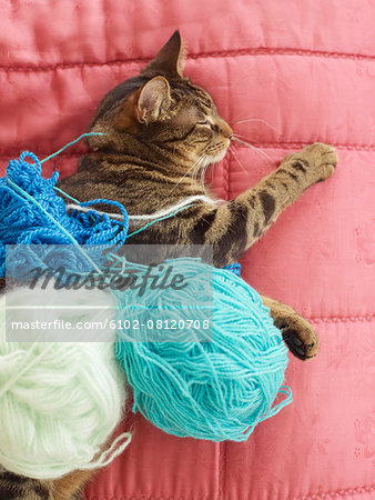 Cat sleeping with balls of wool