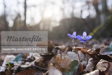 Wood anemones