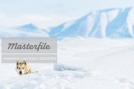 Dog in snowy landscape