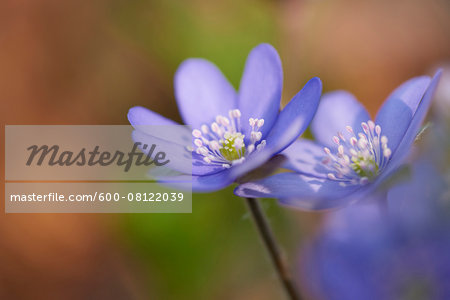 Close-up of Common Hepatica (Anemone hepatica) on forest floor in early spring, Upper Palatinate, Bavaria, Germany