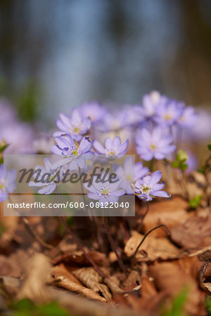 Close-up of Common Hepatica (Anemone hepatica) on the forest floor in early spring, Upper Palatinate, Bavaria, Germany