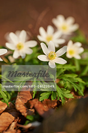 Close-up of wood anemone (Anemone nemorosa) on the forest-floor in early spring, Upper Palatinate, Bavaria, Germany