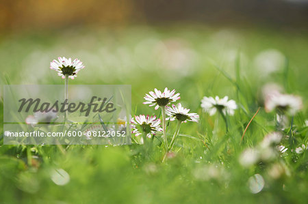 Close-up of a common daisy (Bellis perennis) blossom in spring, Upper Palatinate, Bavaria, Germany