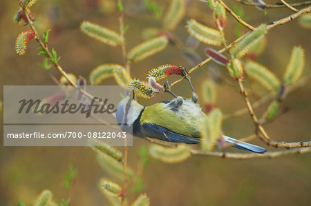 Close-up of Male Eurasian Blue Tit (Parus caeruleus) in Spring, Franconia, Bavaria, Germany