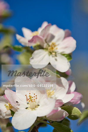 Close-up of Apple (Malus domestica) Blossoms in Spring, Bavaria, Germany