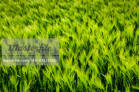Close-up of green, wheat field, Lower Slaughter, Gloucestershire,  The Cotswolds, England, United Kingdom