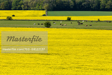 Canola filed and cows grazing, Gloucestershire, The Cotswolds, England, United Kingdom Canola filed and cows grazing, Gloucestershire, The Cotswolds, England, United Kingdom