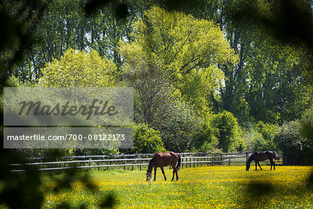 Horses grazing in field, Lower Slaughter, Gloucestershire, The Cotswolds, England, United Kingdom