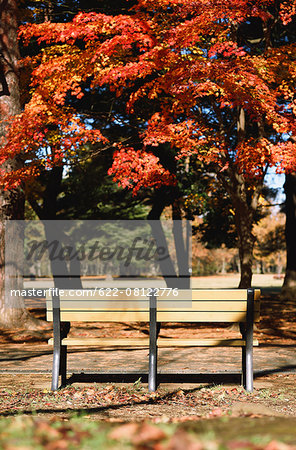 Bench in a city park in Autumn