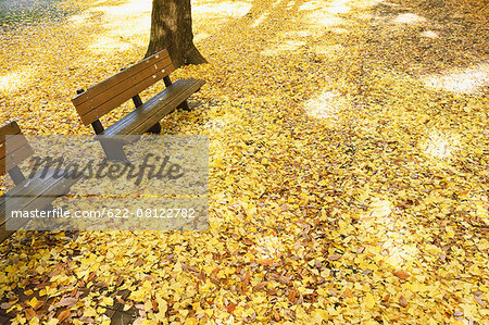 Fallen leaves in a city park