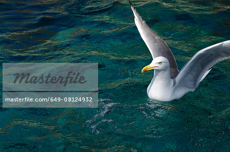 Portrait of seagull floating on sea with wings spread