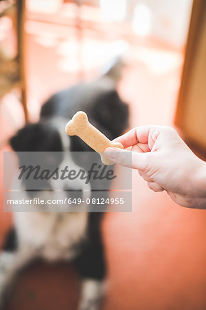 Mans hand holding dog biscuit in front of dog