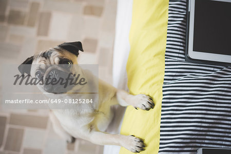 Dog standing on hind legs against bed