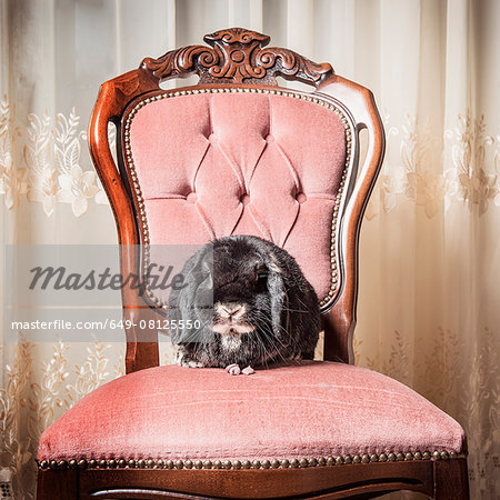 Portrait of rabbit sitting on chair