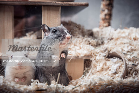 Portrait of two gerbils looking out of cage