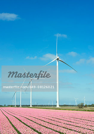 Rows of pink flower blooms and wind turbines, Zeewolde, Flevoland, Netherlands Rows of pink flower blooms and wind turbines, Zeewolde, Flevoland, Netherlands