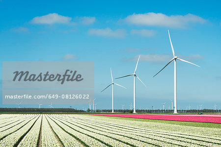 Rows of white and pink flower blooms and wind turbines, Zeewolde, Flevoland, Netherlands Rows of white and pink flower blooms and wind turbines, Zeewolde, Flevoland, Netherlands