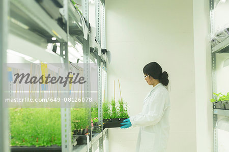 Female scientist removing  plant samples in  greenhouse lab