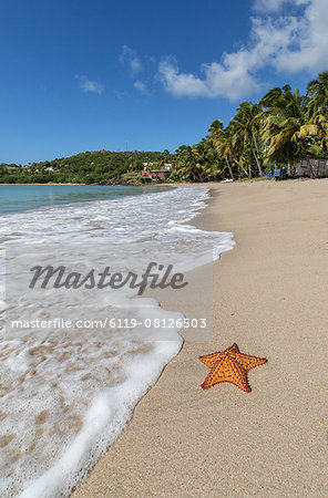 A starfish transported by waves lying motionless on Carlisle Bay, a thin line of sand washed by the Caribbean Sea, Antigua, Leeward Islands, West Indies, Caribbean, Central America