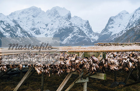 Fish heads hanging to dry, Reine, Norway