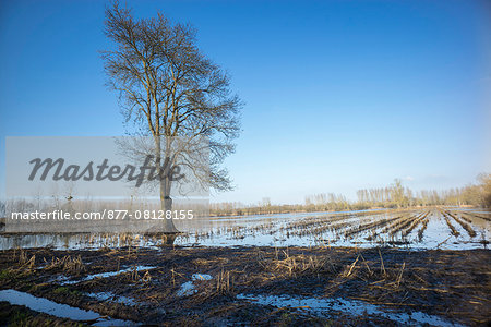 France, Charente-Maritime, near les Nouillers, flooded corn field