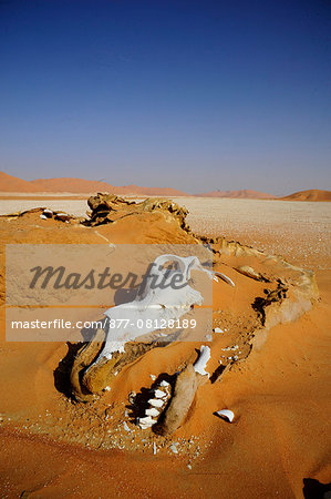 Sultanate of OMAN the Rub al Khali desert, camel's skeleton in the middle of the desert