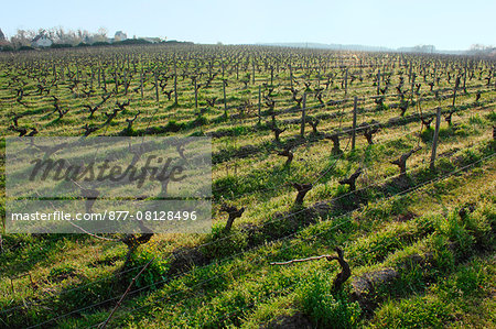 The vineyard at Vincent Roussely's, organic winemaker, Anger, Loire Valley, France, mandatory caption : Clos Roussely