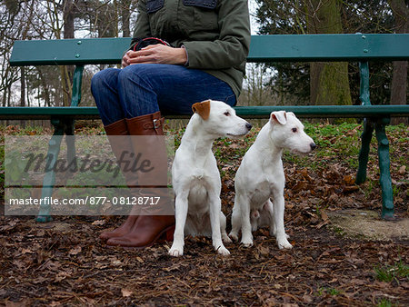 2 jack russell terrier in the foot