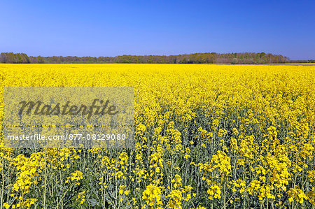 France,Seine et Marne. Rapeseed field.