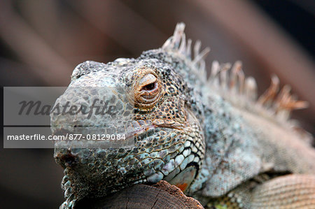 France,Paris. Vincennes. Zoo de Vincennes. Large greenhouse. Close up of a green iguana (Iguana iguana).