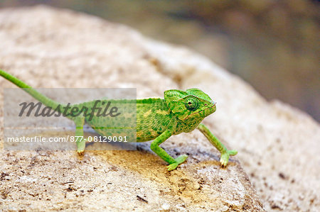 France,Paris. Vincennes. Zoo de Vincennes. Area Sahel Sudan. Close up of a common chameleon (Chamaeleo chamaeleon).