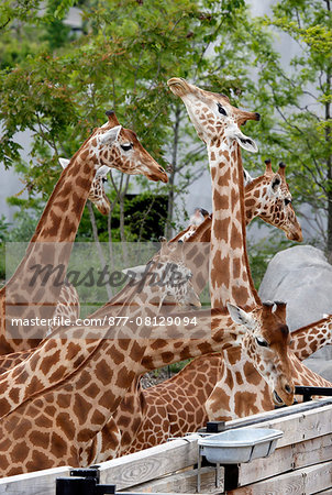 France,Paris. Vincennes. Zoo de Vincennes. Area Sahel Sudan. Giraffes.
