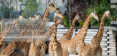 France. Paris 12th district. Wood of Vincennes. Zoo of Paris (formerly called Zoo of Vincennes). Giraffes