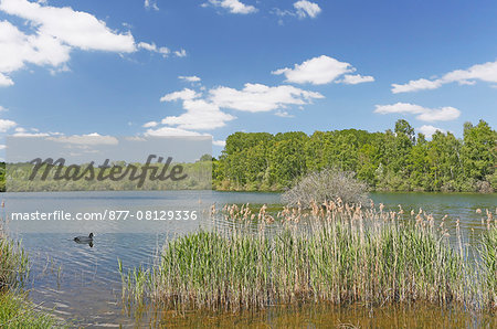 France,Seine et Marne. Episy. Marshes and lake'' Episy. Natural reserve area. Coot in foreground.
