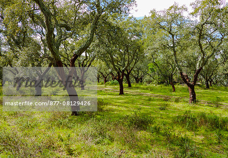 Portugal,cork trees in Evora's district