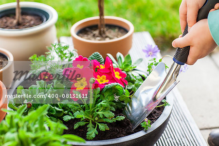 Detail of hand planting flowers and herbs