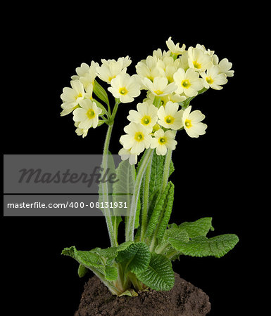 Oxlip, Primula elatior on black background with earth. A species of flowering plant in the family Primulaceae.