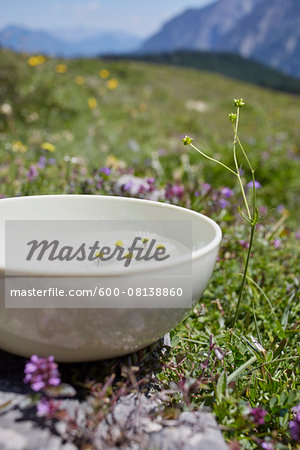 Close-up of Bowl with Water and Chamomile, Strobl, Salzburger Land, Austria