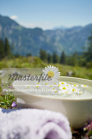Oxeye Daisy on Bowl with Water and Chamomile, Strobl, Salzburger Land, Austria