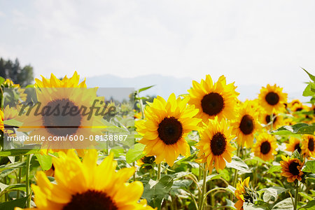 Field of Sunflowers in Summer, Carinthia, Austria