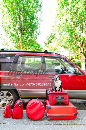 Dog sits atop luggage in front of a packed car