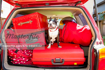 Dog sits atop luggage piled into a packed car