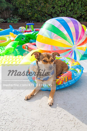 Dog sits in a pool ring at the edge of a pool