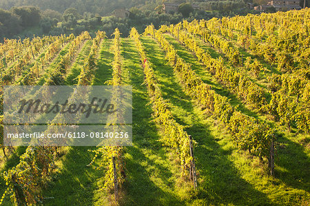 High angle view across the vines in a Tuscan vineyard in the late afternoon sun.