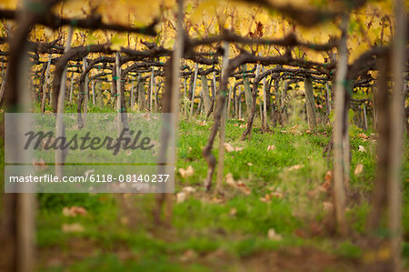 Close up of vines in a Tuscan vineyard.