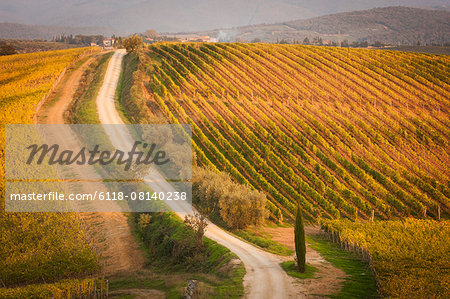 High angle view of a dirt road through a Tuscan vineyard.