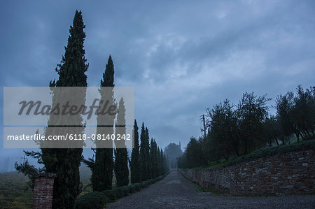 Cypress trees along a Tuscan road under a cloudy sky.