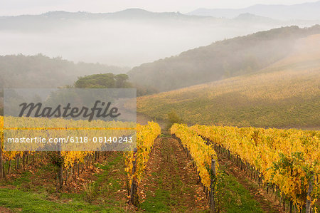 View across a Tuscan vineyard in autumn, fog rising and mountains in the distance.